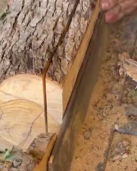 Une bille d’olivier avec son écorce passe à la scie, guidée à la main